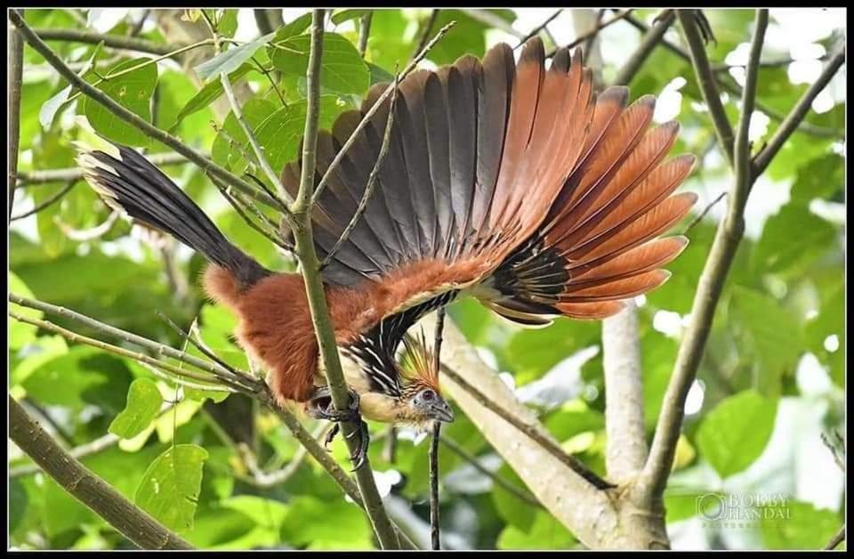 Misahualli Laguna Paikawe B&B Rum bild