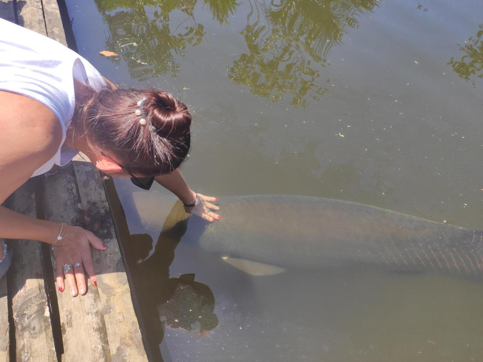 Misahualli Laguna Paikawe B&B Rum bild