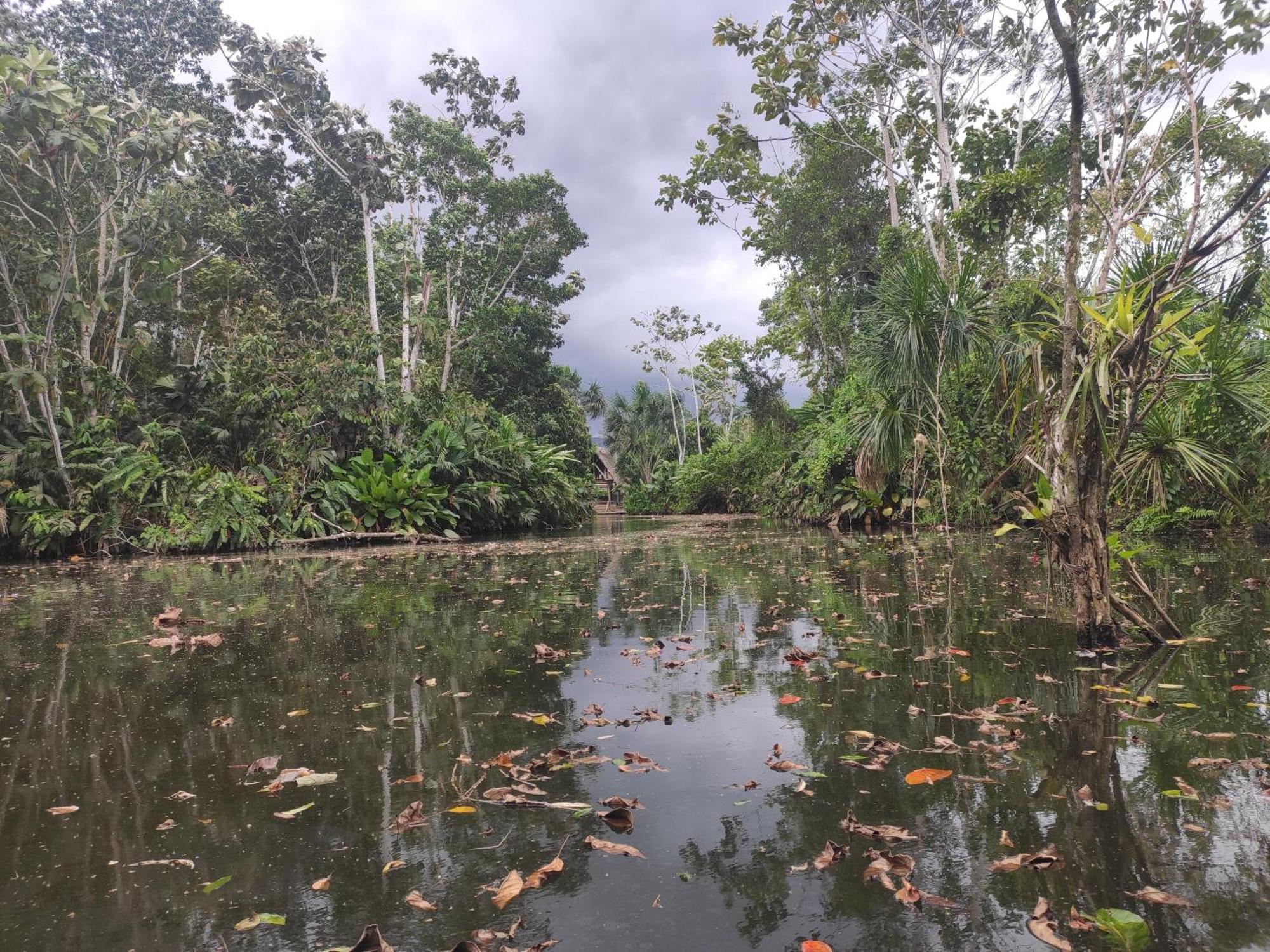 Misahualli Laguna Paikawe B&B Rum bild